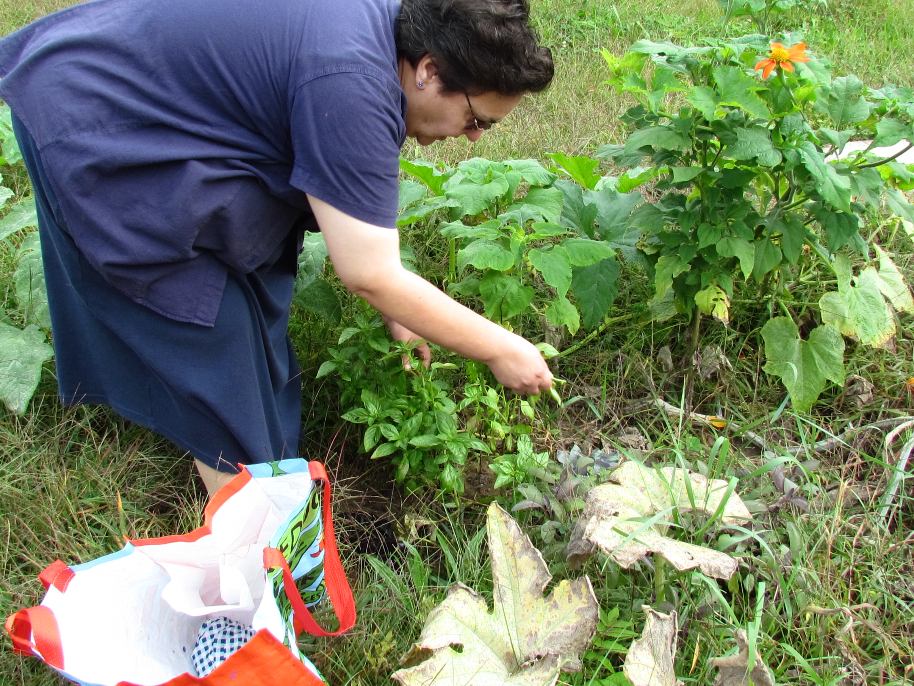 Maria Lazo cuida la huerta del rondout en Kingston. Foto de Lynn Woods