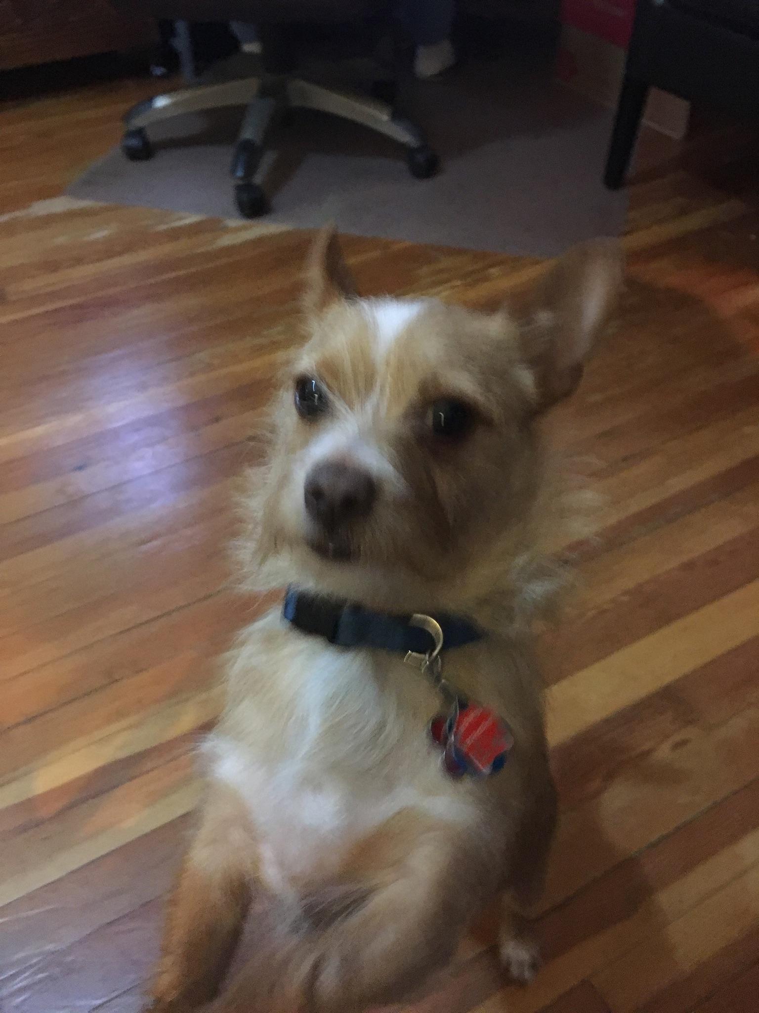 Bonito el perro<br />Foto del autor